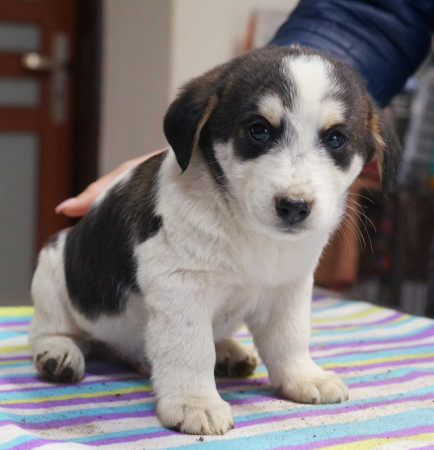 Ajax - rezervovaný (TD)